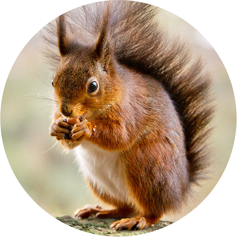 A red squirrel bauble from Available Light Photography features a bushy-tailed squirrel sitting and holding food in its paws against a beautifully blurred background.