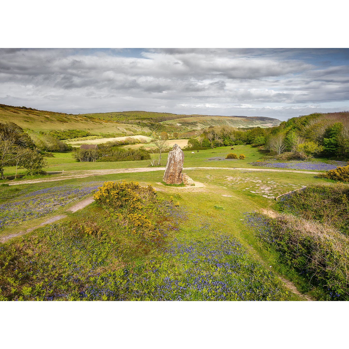 A vibrant landscape featuring The Longstone at Mottistone by Available Light Photography in the foreground surrounded by blue wildflowers, overlooking rolling green hills on the Isle of Wight and a cloudy sky.