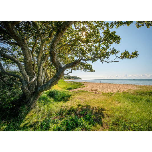 In the serene escape of Thorness Bay by Available Light Photography, a person stands distantly under a sunny beach's clear blue sky. The foreground features a large tree with sprawling branches, casting shadows on the grassy area beneath nature's welcoming canopy.