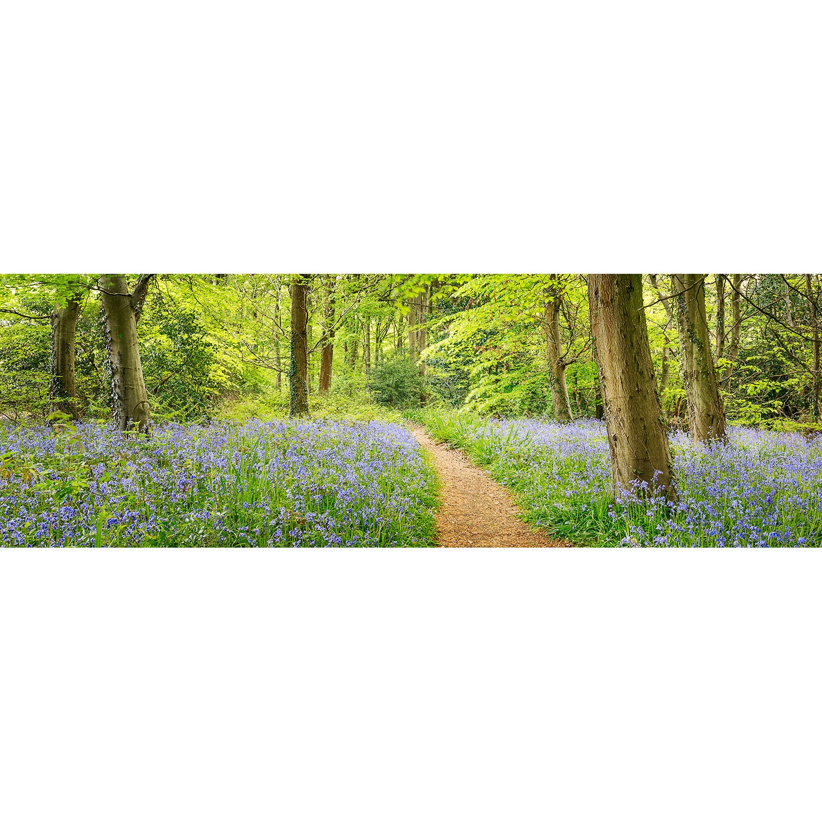 Combley Great Wood – Available Light Photography