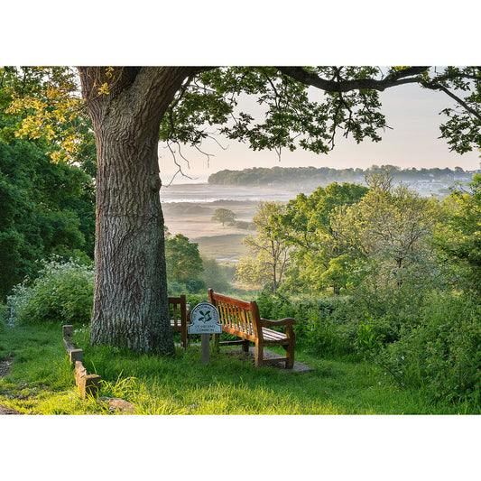 A serene landscape with a wooden bench under a large tree on Duver Isle, overlooking a misty meadow at sunrise.