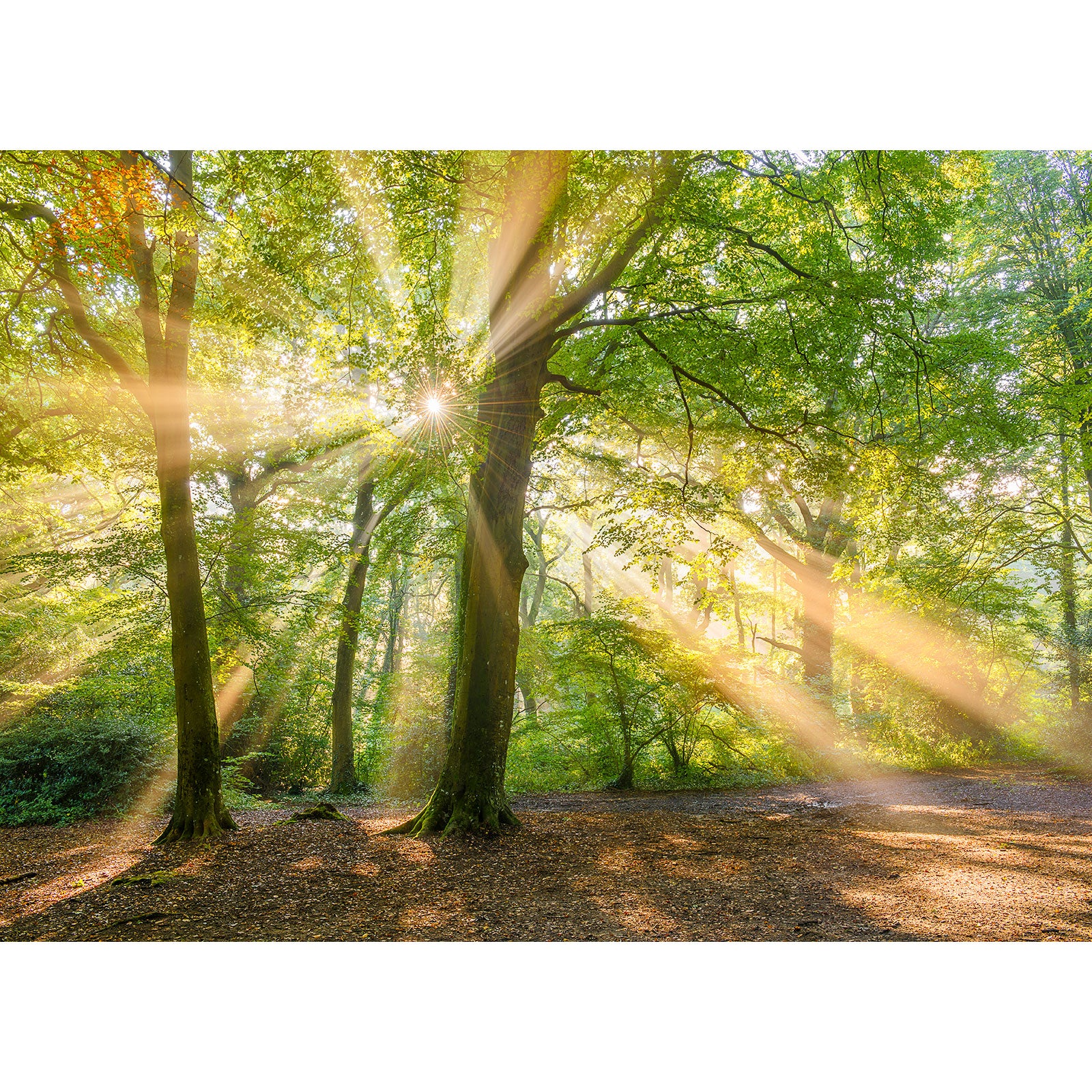 Sunlight streaming through Borthwood Copse forest on the Isle of Wight on a hazy morning by Available Light Photography.