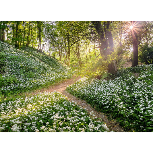 Greatwood Copse filters through the trees onto a path surrounded by wildflowers in a lush forest on the Isle of Gascoigne, captured beautifully by Available Light Photography.