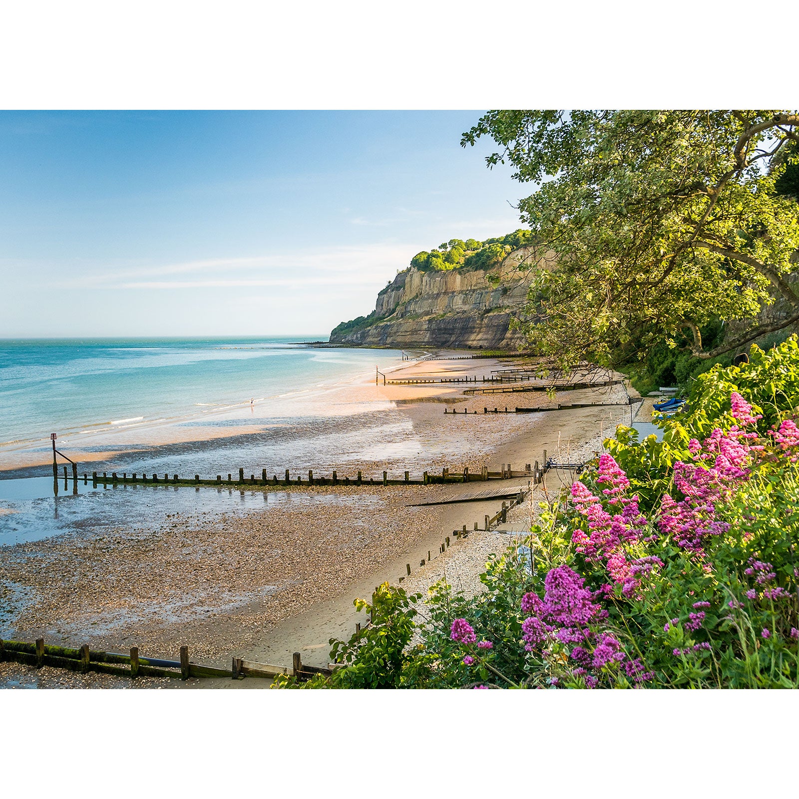 A scenic view of Shanklin Beach on the Isle of Wight with a groynes system, backed by cliffs and framed by vibrant pink flowers in the foreground taken by Available Light Photography.