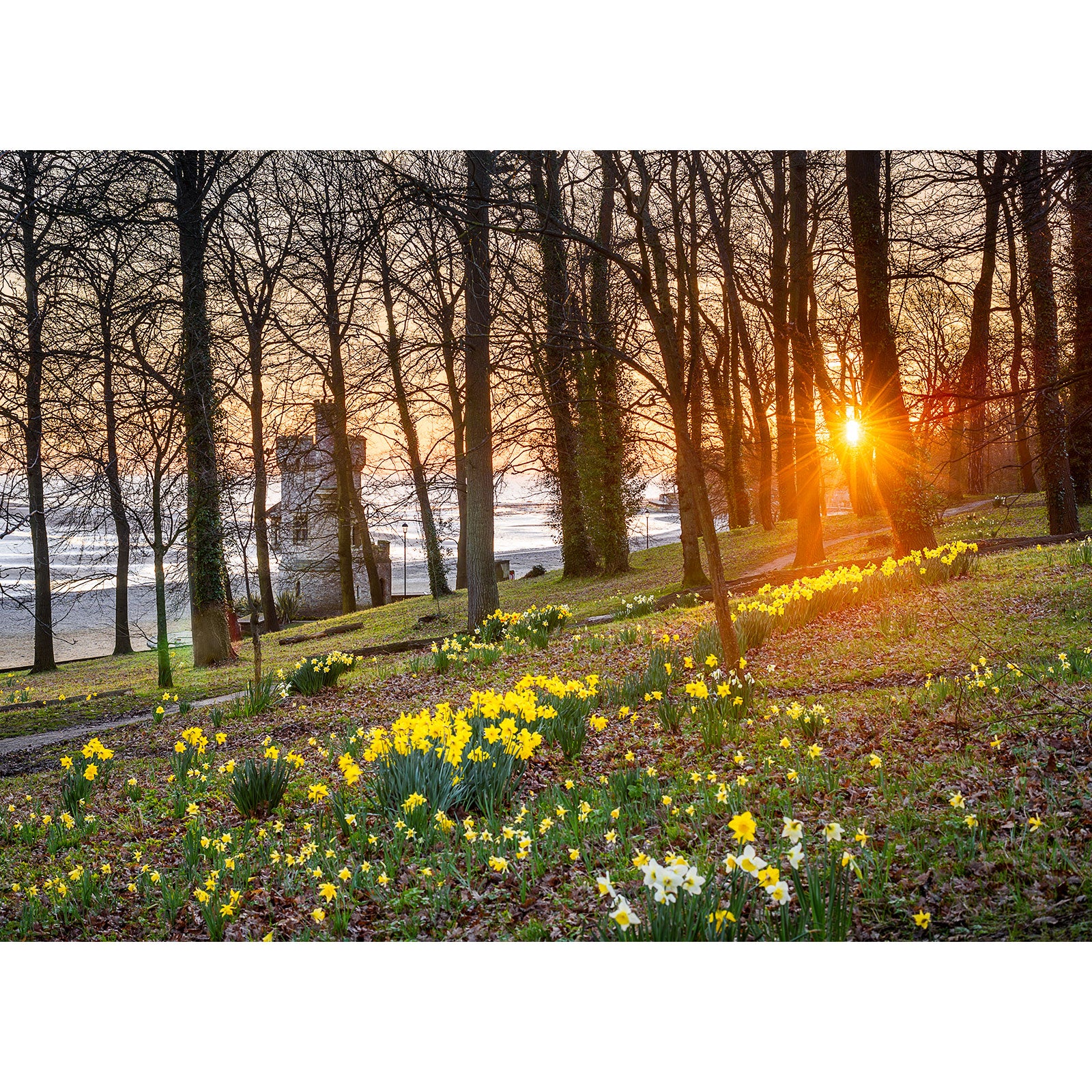 Sunrise peeks through trees in a park on the Isle of Wight, adorned with blooming Springtime at Appley daffodils by Available Light Photography.