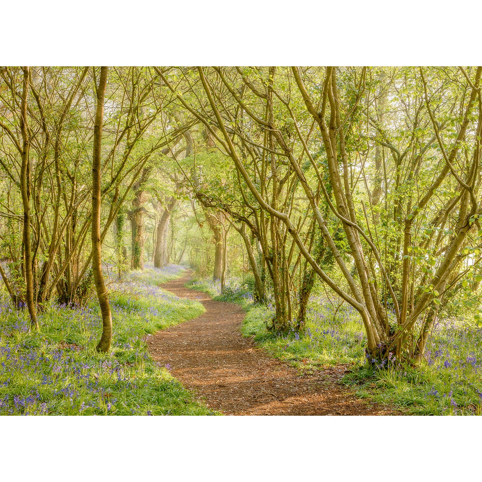 A serene woodland path lined with blooming Bluebells from Borthwood Copse and lush green trees on the Isle of Wight, captured by Available Light Photography.