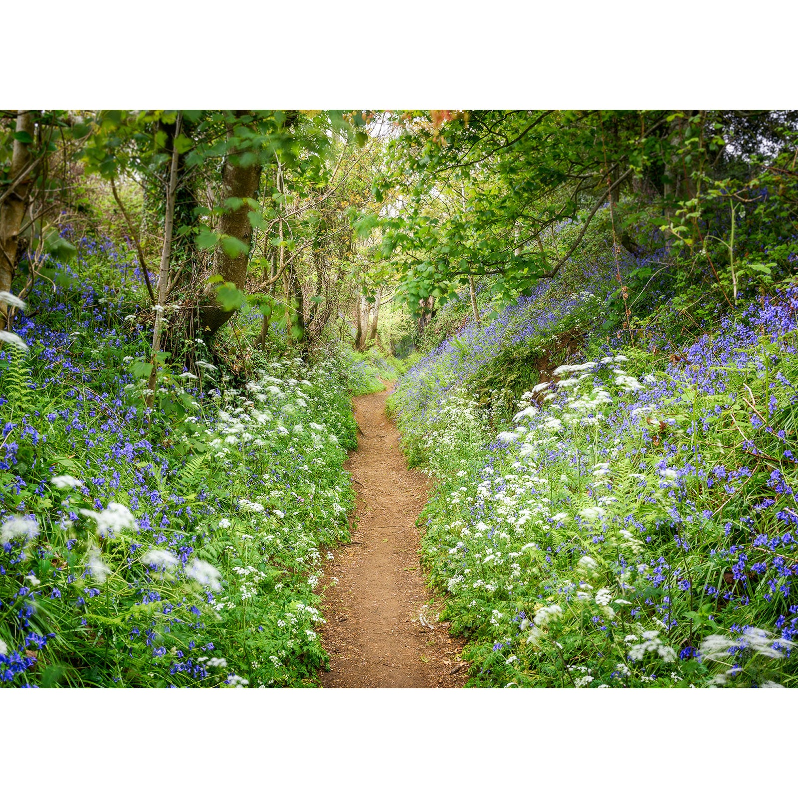 A narrow dirt path winds through a lush woodland on the Isle, flanked by Bluebells at Mottistone wildflowers from Available Light Photography.