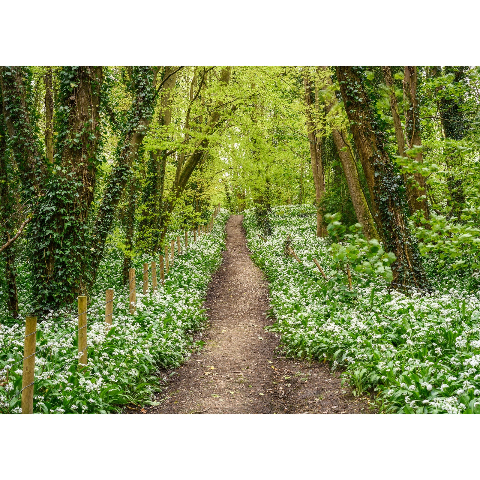 A serene footpath meandering through a lush forest with flowering Wild Garlic ground cover on either side by Available Light Photography.