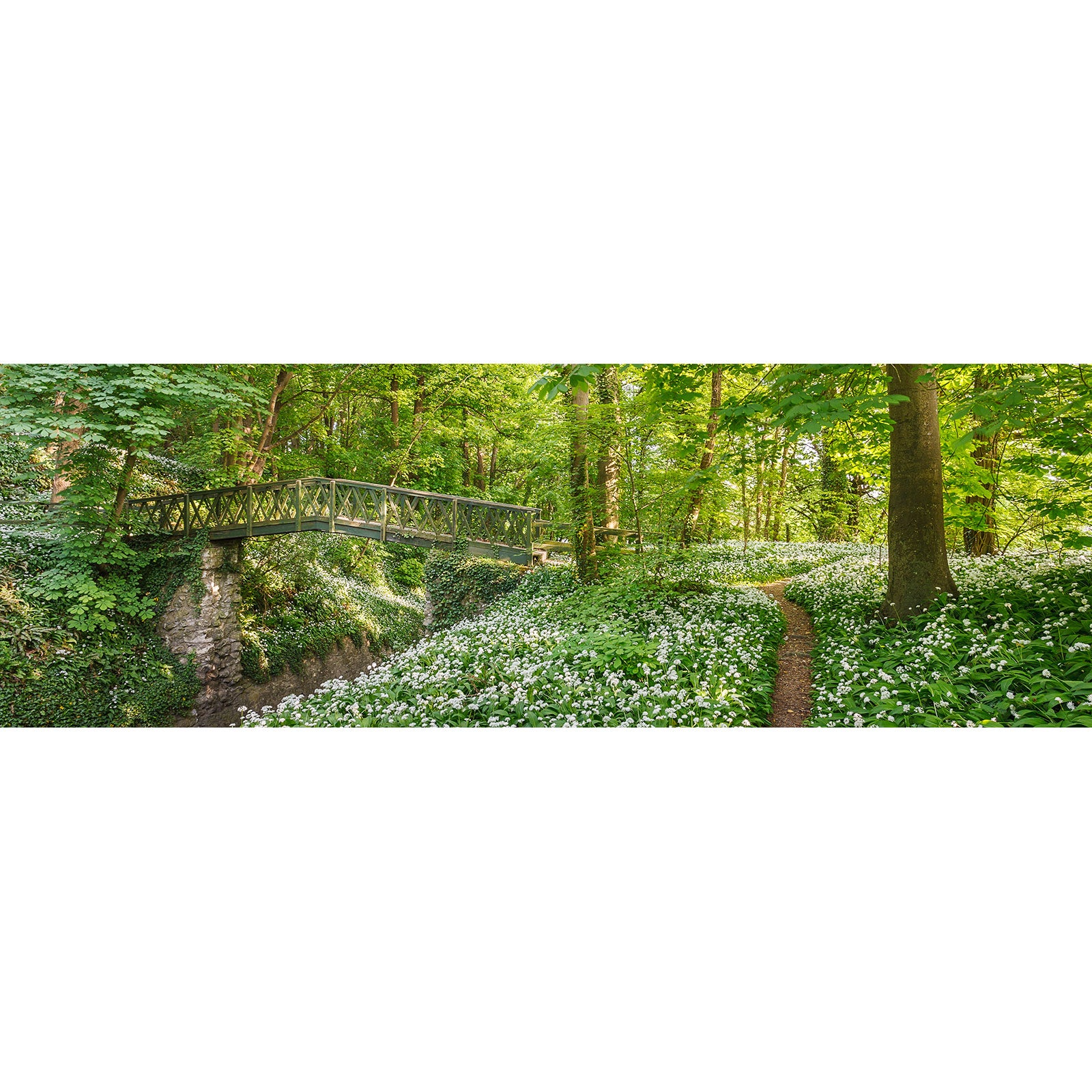 A tranquil Shorwell Shute footbridge over a stream amidst a carpet of white wildflowers and lush green trees on the Isle of Gascoigne by Available Light Photography.
