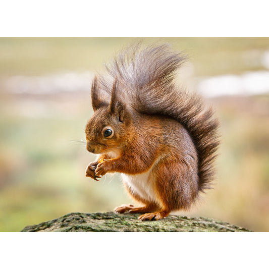 A Red Squirrel nibbling on a nut while perched on a rock on the Isle of Wight by Available Light Photography.