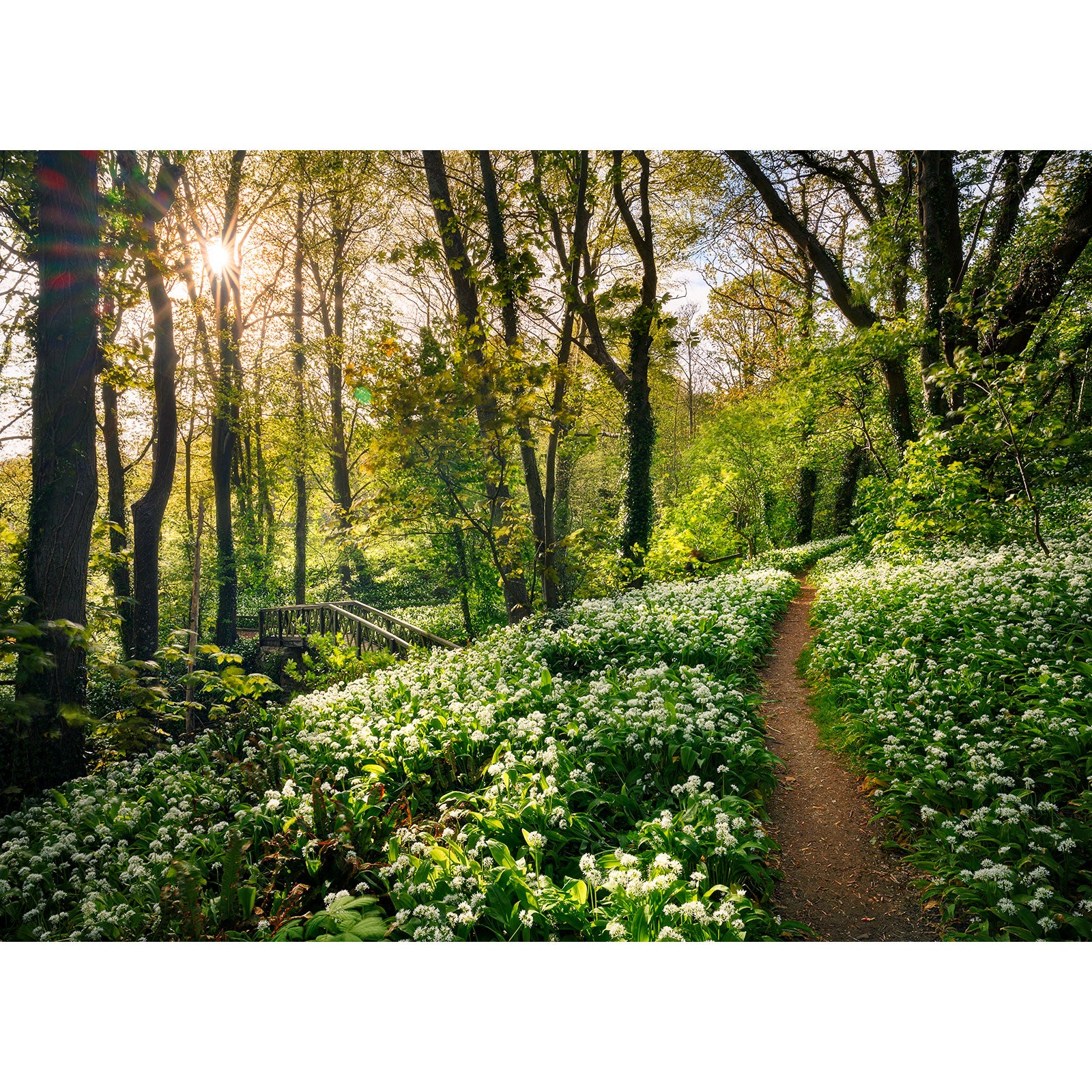 A Shorwell forest path lined with blooming white wildflowers and lush greenery, with a wooden bridge in the background on the Isle of Wight, captured by Available Light Photography.