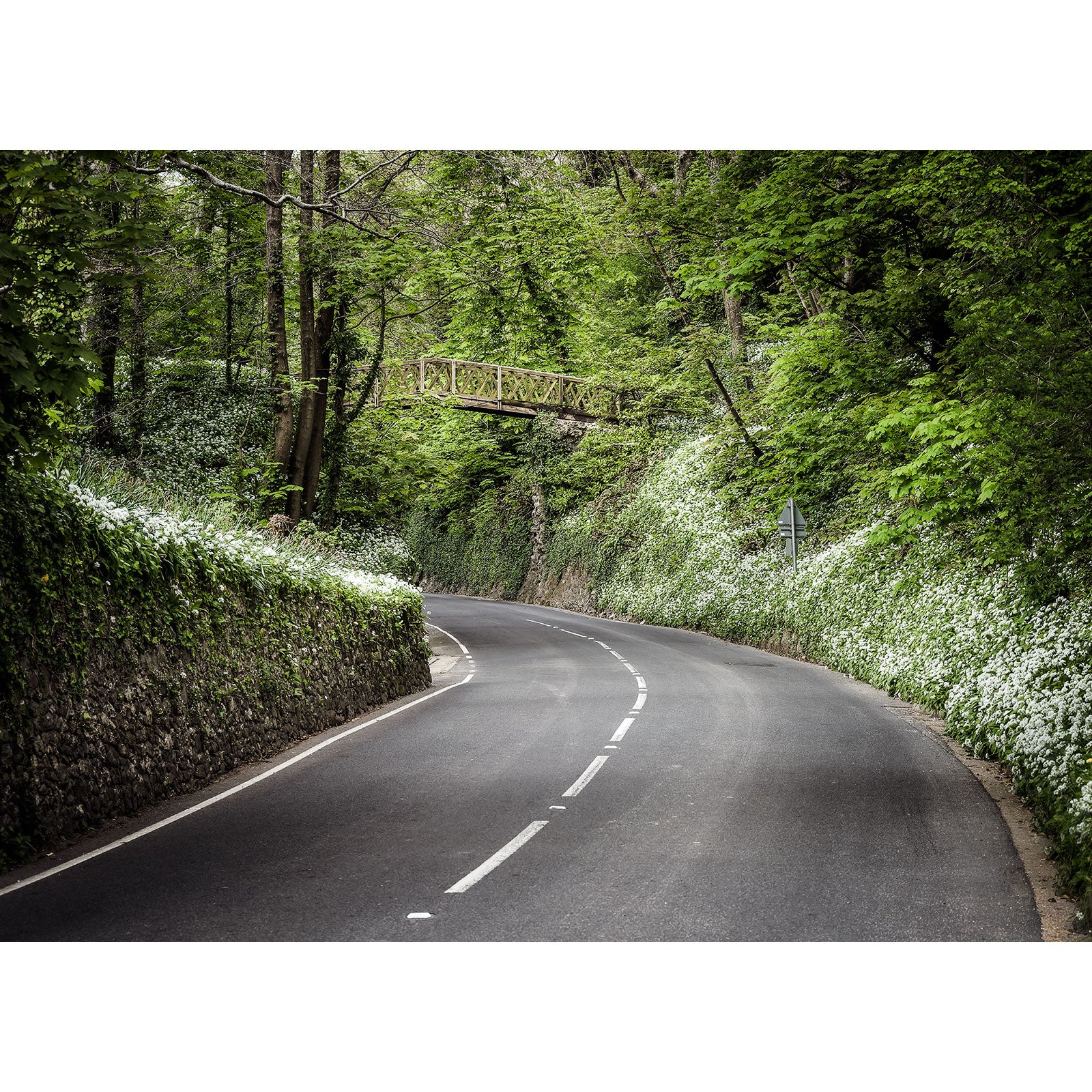 A winding road flanked by lush greenery on the Isle of Wight and a wooden bridge overhead, captured beautifully in the Shorwell Shute by Available Light Photography.